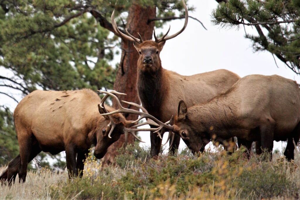 Photo Elk, wildlife