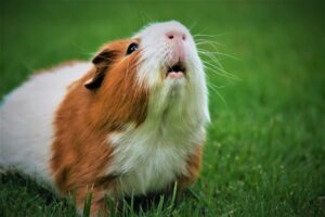 Photo Guinea pig